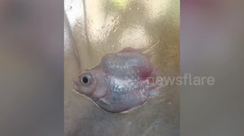 Pet goldfish bitten by turtle has makeshift float to recover