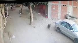 Hero pet CAT fights off stray dog attacking boy in Brazil (archive)
