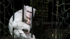 Tourists concerned after 'starving' orangutans at Indonesian zoo seen 'eating rubbish'