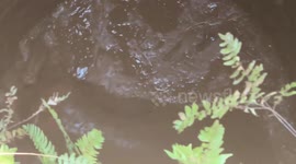 Baby elephant stuck in well rescued with excavator in India