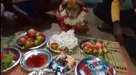 South Indian farmer hosts baby shower for pet dog