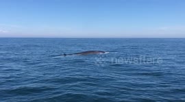 Discovery Made During Study of Endangered Fin Whale Population in New York Bight Waters, USA