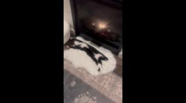 Cat Naps Comfortably by Fireplace
