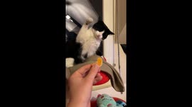 No dice! Defiant can't resoundly rejects orange slice