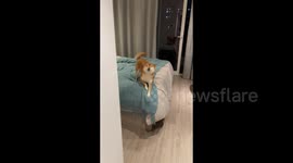 Shiba Inu's shows a flattering smile to greet its owner in Shanghai, China