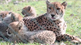 Cute Cheetah Cubs At Usti Nad Labem Zoo In Czech Republic