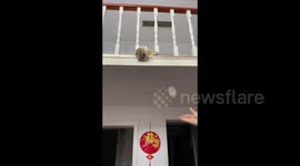 Talented cat plays badminton like a pro