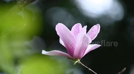 Magnolia Blossoms at Nanhu Park in Nanning, China
