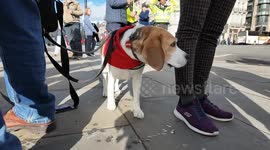 Cute Beagles take part in the Camp Beagle rally outside Parliamen