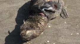 Injured sea lion found with fishing wire wrapped around neck returns to sea