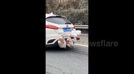 SUV trunk overflows with chickens and ducks during Chinese New Year return journey