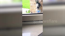 Man crafted an owl out of paper mache to scare magpies away - but they ended up worshipping it