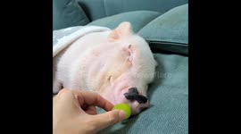 Micro pig Hanna indifferently wakes up for Muscat snack in Tokyo
