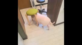 Hana the micro pig unintentionally turns into a mobile furniture mover in Tokyo home