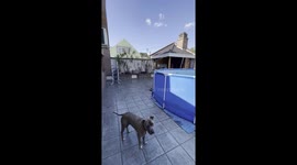 Dog takes matters into his own paws, promptly dives into pool after owner sets up ladder