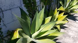 Plantas verdes tomando el sol, mientras sopla el calido viento