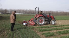 Farmer works at a field nursery in Xuchang, China