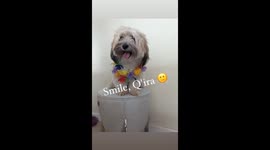 Q'ira smiling showing her pearly white teeth for a cutest dog contest wearing her Aloha lei...