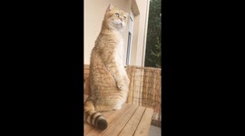 Curious Cat Stands and Stares