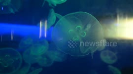 Visitors watch jellyfish at Nanning Zoo in China