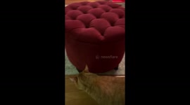 Cat tries to hide embarrassment after slipping during zoomies