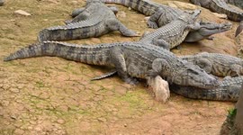 Crocodiles at Nanning Zoo in China