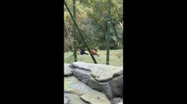 Baby Orangutang eats with Bonobo Monkeys and Rolls out Literally!