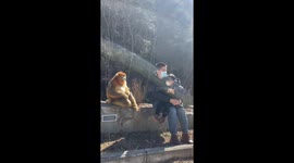 Heartwarming Encounter: Chinese Father and Daughter Harmoniously Interact with Golden Monkeys