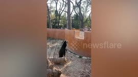 Black bear greeting visitors sparks 'human in costume' rumours in Taiwan zoo