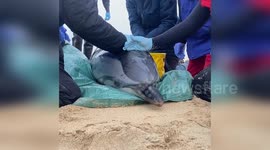 Stranded Dolphin Rescue Attempt in Praa Sands, UK