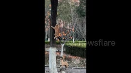 Cat Being Chased by Two Dogs in Yantai, China
