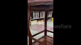 Dog's Dutiful Service in a Tea Shop in Guangdong, China