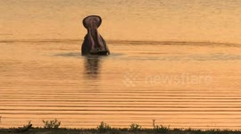 Male hippo shows off his dangerous teeth for the camera with a big yawn