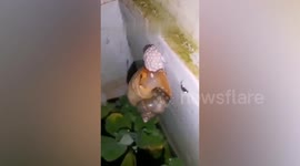 Pet apple snail gives birth in this fascinating video