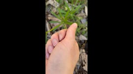 Taming The Tiny Shrew