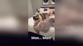 Funniest Talking Huskies