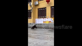 Monkeys pilfer offerings and kidnap dog in southern China’s temple raid