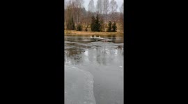 'Snowkiting!' - Excited swan showcases his epic braking skills while greeting favorite human
