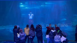 Enchanting Merman Performance Delights Visitors at Chinese Aquarium