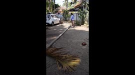 Dogs take charge: resourceful wood chopping without tools in Kayamkulam, Kerala