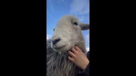 Rescued lambs find comfort in human care: Rabbit and Bandi enjoying life in the Lake District