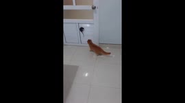 Funny battle between cat and mouse just like Tom and Jerry in real life