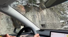 Wild Monkey Joins Car Ride in Sichuan, China