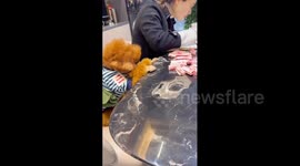 Clever canine accomplice in Hunan, China