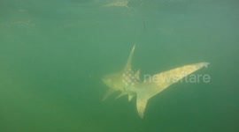 Florida fisherman battles to hang onto rod after hooking onto feisty hammerhead shark