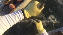 Canoe fisherman leadering a giant hammerhead as it comes out of water head shaking violently!