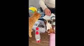 Feisty Chinese Cat Guards Household Items from Male Owner