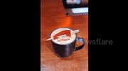 temp