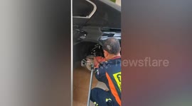 Firemen catch fang-bearing python inside car