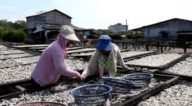 Salted Fish Production in Indonesia Reaches the International Market